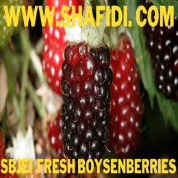 FRESH BOYSENBERRIES